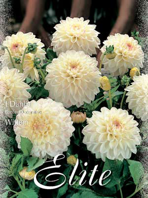 Beet-Dahlie &#039;Wittem&#039;, Dahlia (Art.Nr. 520406)