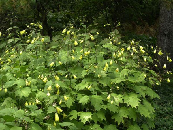 Kirengeshoma palmata, Japanische Wachsglocke