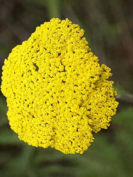 Achillea filipendulina &#039;Parker&#039;, Edel-Schafgarbe, Goldquirlgarbe