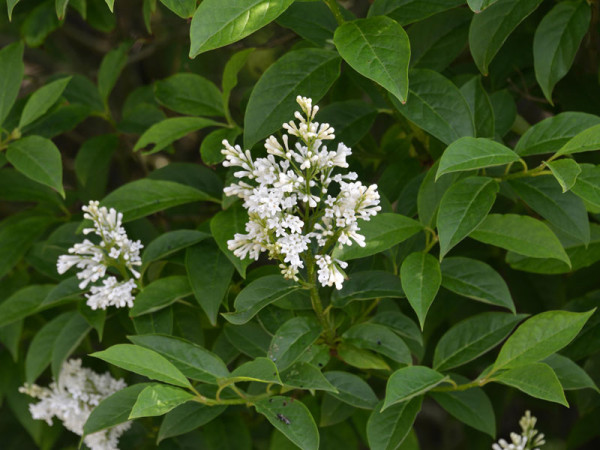 Ligustrum obtusifolium regelianum, Flächen-Liguster