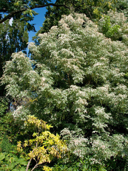 Acer negundo &#039;Flamingo&#039;, Buntlaubiger Eschenahorn