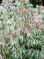 Acer negundo 'Flamingo', Buntlaubiger Eschenahorn