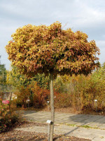 KugelAmberbaum