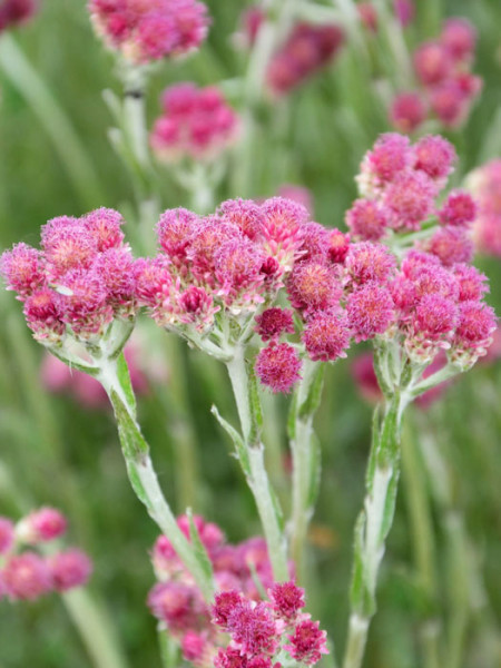 Antennaria dioica &#039;Rubra&#039; (M), rotes Katzenpfötchen