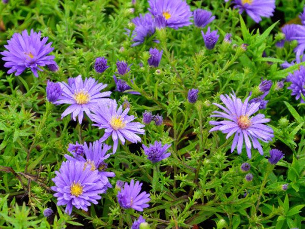 Aster dumosus &#039;Augenweide&#039;, violette Kissen-Aster, Herbst-Aster