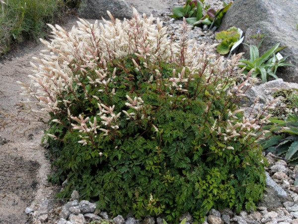 Aruncus aethusifolius, Zwerg-Geißbart, Wald-Geißbart