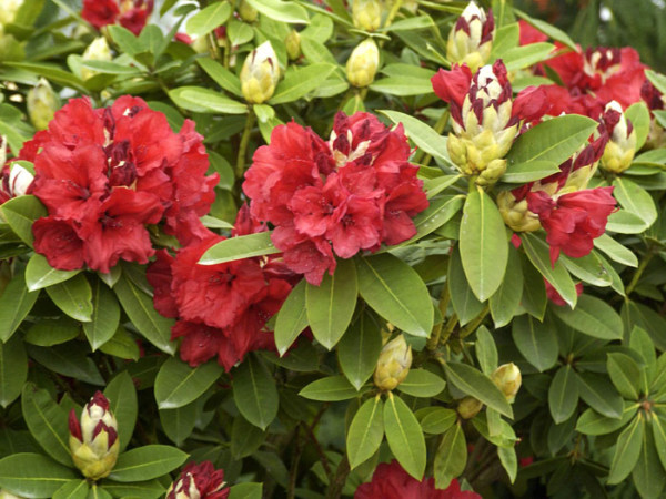 Rhododendron &#039;Red Jack&#039;