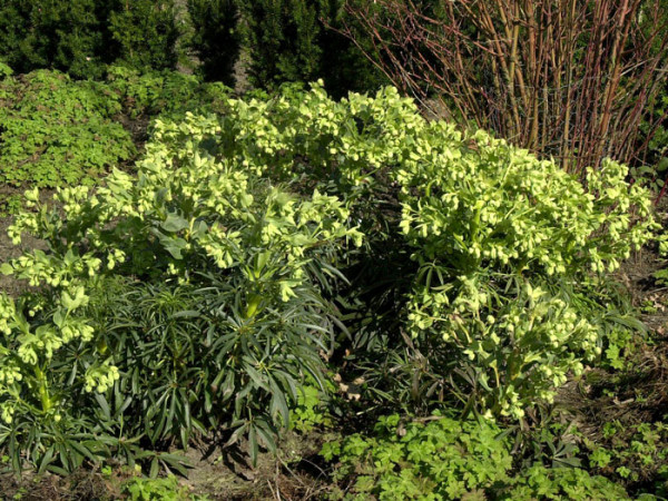 Helleborus foetidus (M), Palmblatt-Nieswurz, Palmblatt-Schneerose