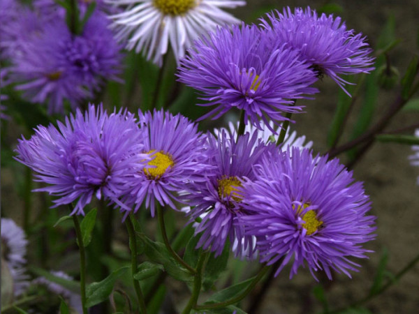 Erigeron x cultorum &#039;Azurfee&#039; (M), Feinstrahlaster