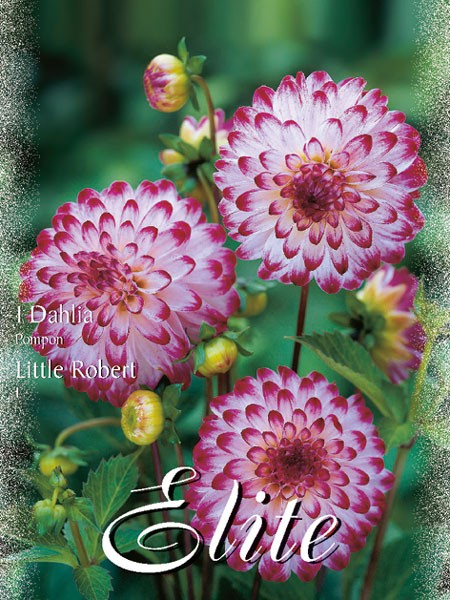 Pompon-Dahlie &#039;Little Robert&#039;, Dahlia (Art.Nr. 520442)