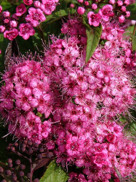 Zwergspiere Shirobana Blütenstand