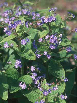 Brunnera macrophylla, Kaukasus-Vergissmeinnicht