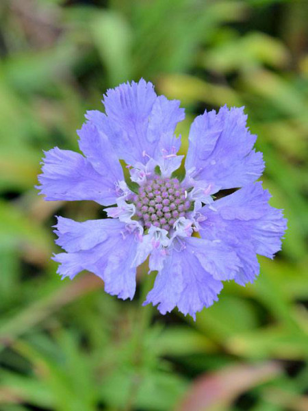 Scabiosa caucasica &#039;Perfecta&#039;, Blaue Scabiose, Blaue Witwenblume