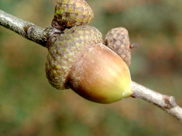 Quercus rubra, Amerikanische Rot-Eiche