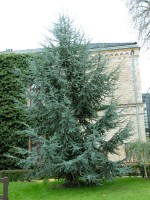 Cedrus atlantica 'Glauca', Blaue Atlas-Zeder