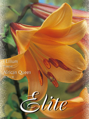 Trompeten-Lilie &#039;African Queen&#039; (Art.Nr. 597040)