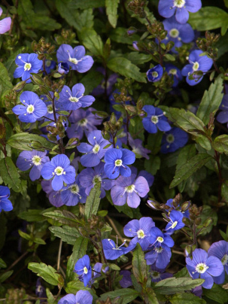 Veronica pedunculata &#039;Georgia Blue&#039;, Polster-Ehrenpreis, gestielter Ehrenpreis