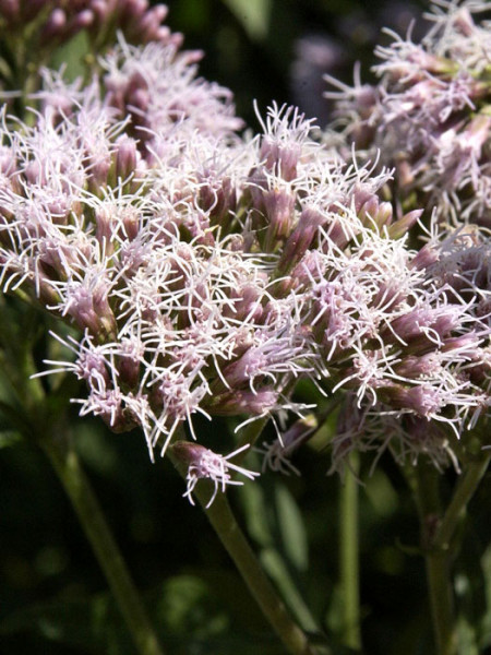 Eupatorium cannabinum, Wasserdost, Kunigundenkraut