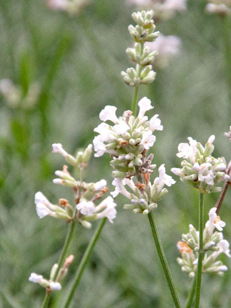 Lavandula x intermedia &#039;Edelweiß&#039;, Weißer Lavendel, Provence-Lavendel