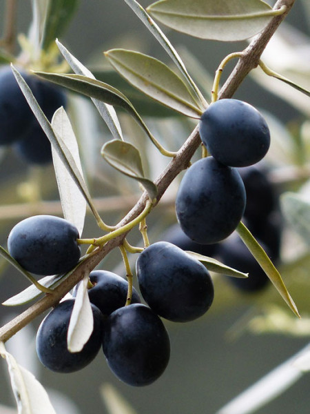 Olea europaea, Oliven-Stämmchen