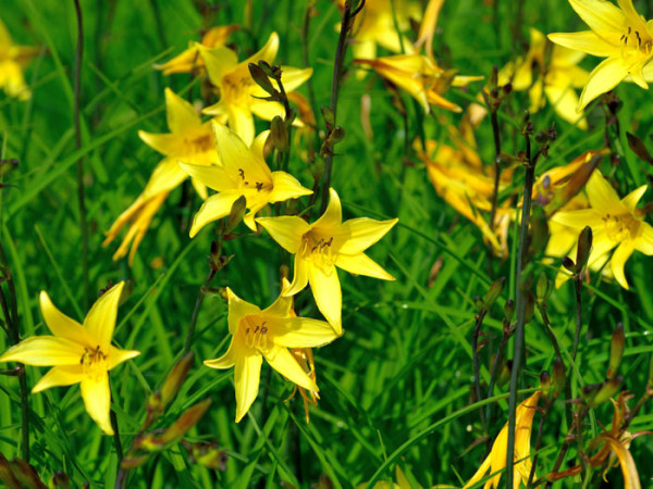 Hemerocallis minor, Zwerg-Taglilie
