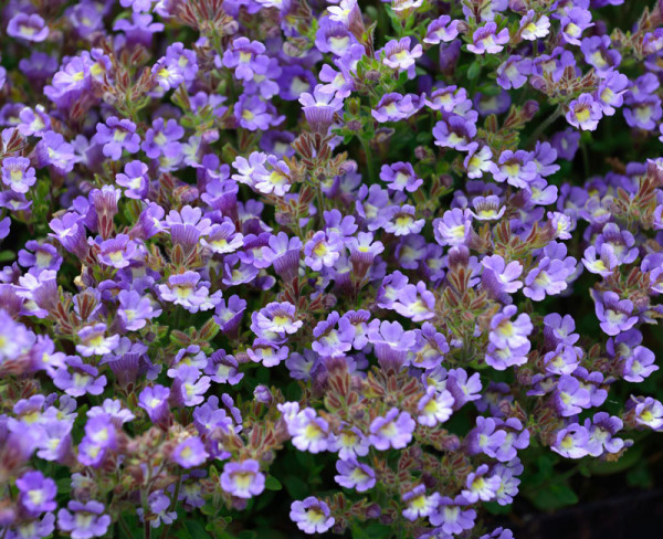 Chaenarrhinum origanifolium 'Blue Dream', Klaffmäulchen