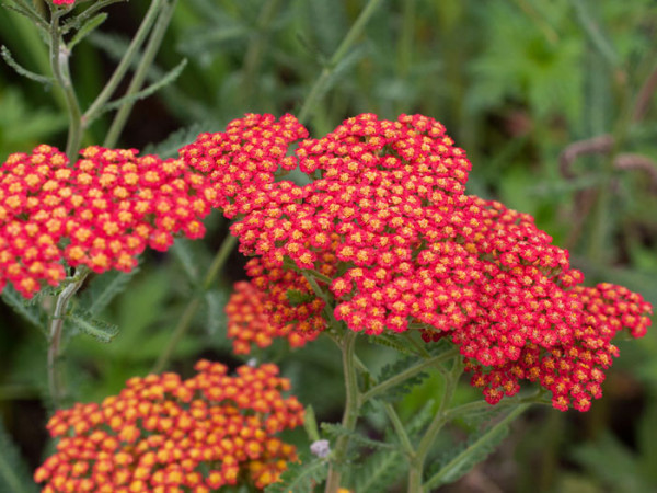 Achillea filipendulina &#039;Feuerland&#039;, Schafgarbe &#039;Feuerland&#039;, rote Goldquirl-Garbe