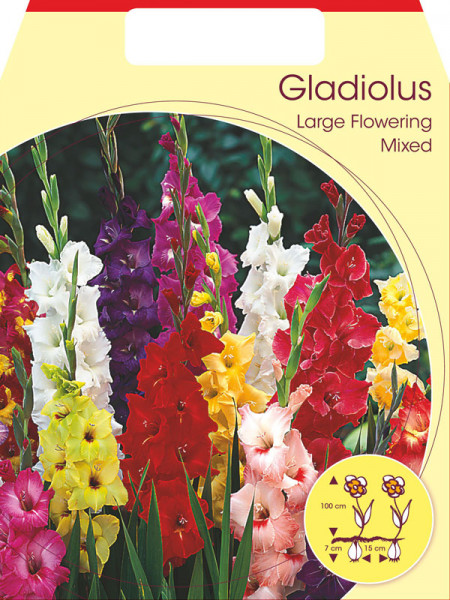 Großblumige Gladiolen-Mischung, Gladiolus (Art.Nr. 522367)