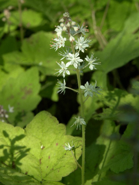 Tiarella wherryi, Schaumblüte