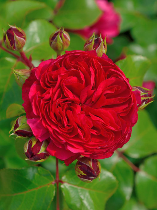 Rose Red Leonardo da Vinci