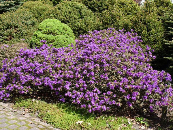 Rhododendron impeditum &#039;Azurika&#039;