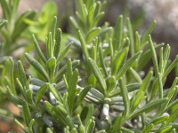 Lavandula angustifolia kaufen