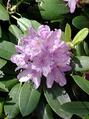 Rhododendron &#039;Cataw. Grandiflorum&#039; INKARHO®