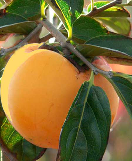 Kaki &#039;Ragno&#039;, Kaki-Baum auch Persimone oder Sharonfrucht