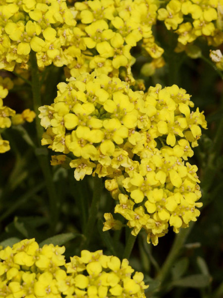 Alyssum montanum &#039;Berggold&#039;, Steinkraut, Steinkresse, Bergsteinkraut