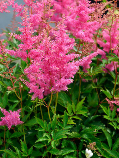 Blüte der Prachtspiere 'Anita Pfeiffer'