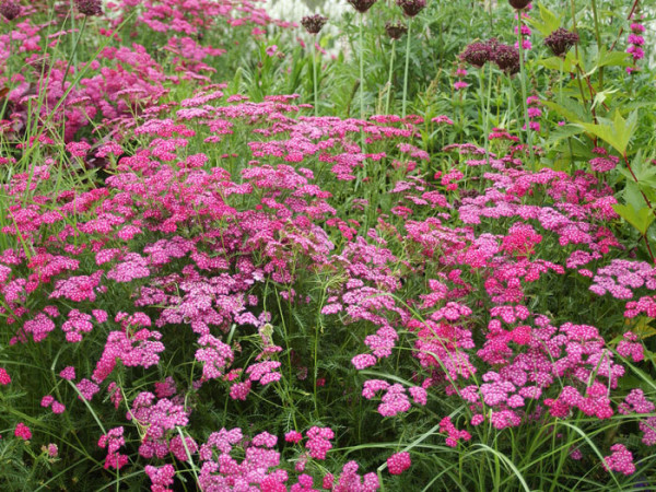 Achillea millefolium &#039;Cerise Queen&#039;, Schafgarbe