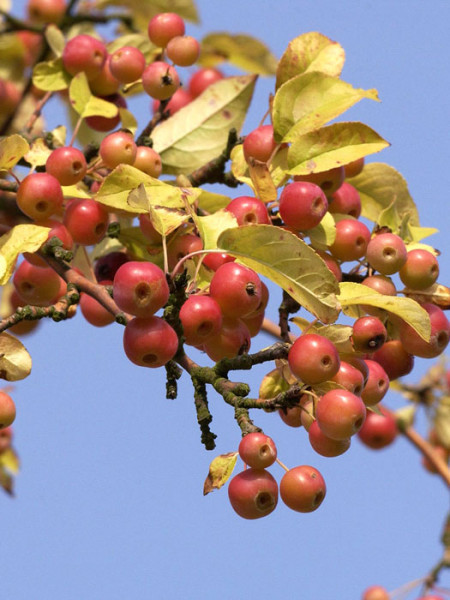 Malus &#039;Red Sentinel&#039;, Zierapfel