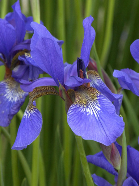 Iris sibirica &#039;Caesar&#039;s Brother&#039;, Wiesen-Iris, Wiesen-Schwertlilie