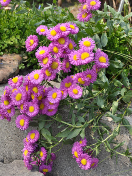 Erigeron x cultorum &#039;Rotes Meer&#039;, Feinstrahlaster