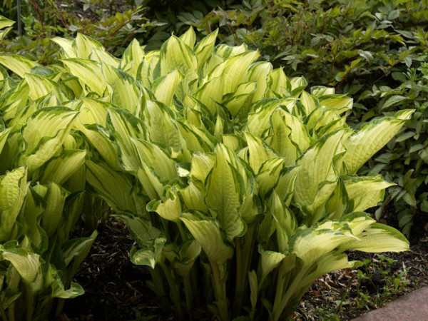 Hosta x fortunei &#039;Albopicta&#039; (syn. &#039;Aureomaculata&#039;), Garten-Funkie, Grünrand-Funkie, Herzblatt-Lilie