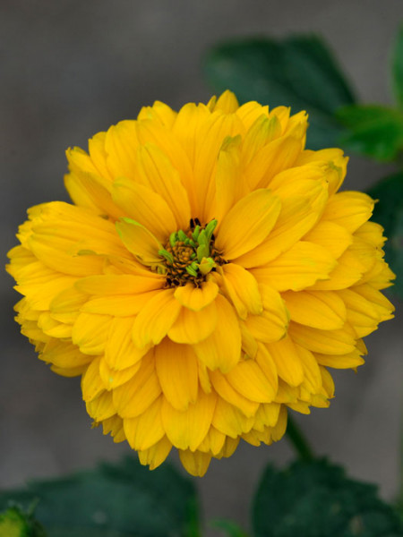 Heliopsis scabra &#039;Goldgrünherz&#039;, Sonnenauge