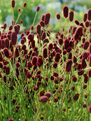 Sanguisorba officinalis &#039;Tanna&#039;, Großer Wiesenknopf, Purpur-Wiesenknopf