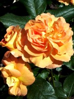 Rose Bernsteinrose ® - Tantau