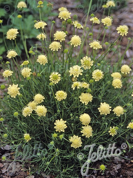 Scabiosa ochroleuca Moondance