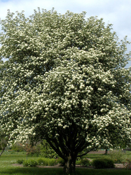 Sorbus intermedia, Schwedische Mehlbeere