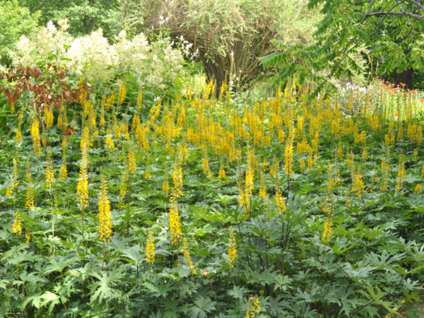 Ligularia przewalskii, Kerzen-Goldkolben, Kreuzkraut, Kerzen-Greiskraut