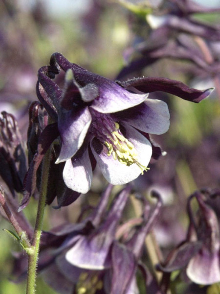 Aquilegia vulgaris &#039;William Guiness&#039;, Purpur-Akelei