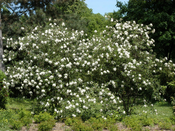 Viburnum &#039;Pragense&#039;, Prager Schneeball