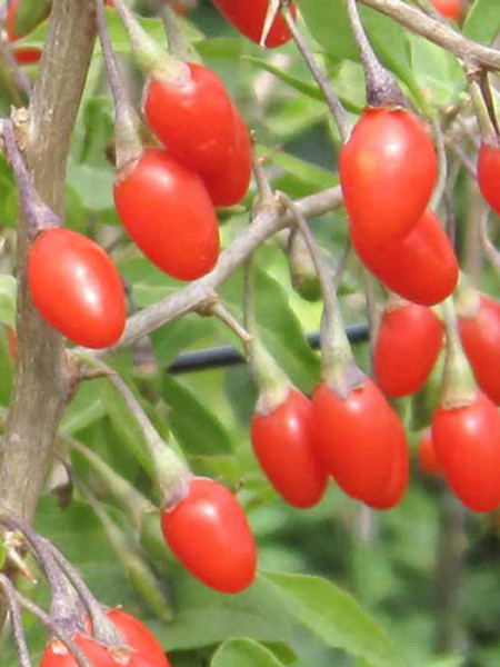 Goji-Beere &#039;Natascha&#039; (Lycium barbarum Natascha)